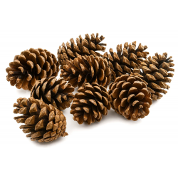 Szyszki dekoracyjne Pinus Niger 500g