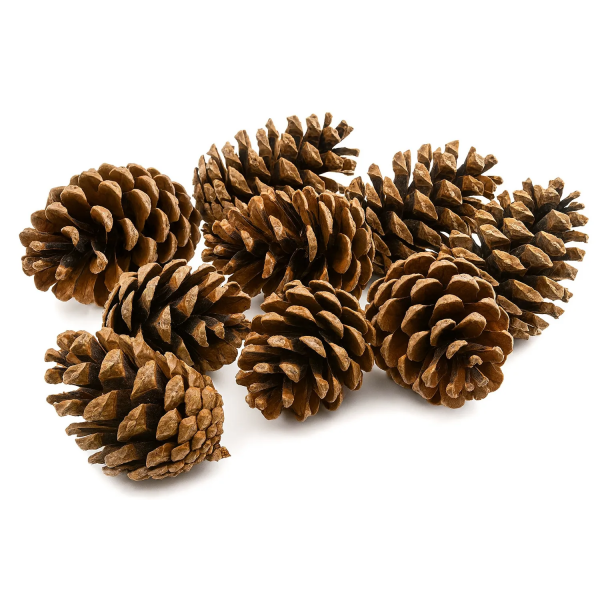 Szyszki dekoracyjne Pinus Niger 500g